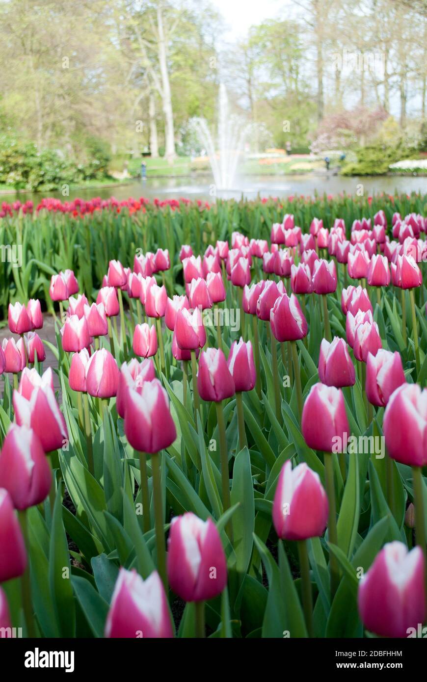 Blumenpark Keukenhof. 29. April 2015. Niederlande Stockfoto
