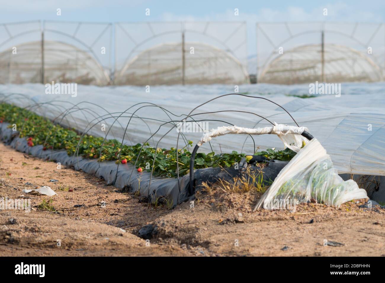 Erdbeerpflanzen werden in Windkanälen zum Umweltschutz auf einem Bauernhof in Stellenbosch, Südafrika, angebaut Stockfoto