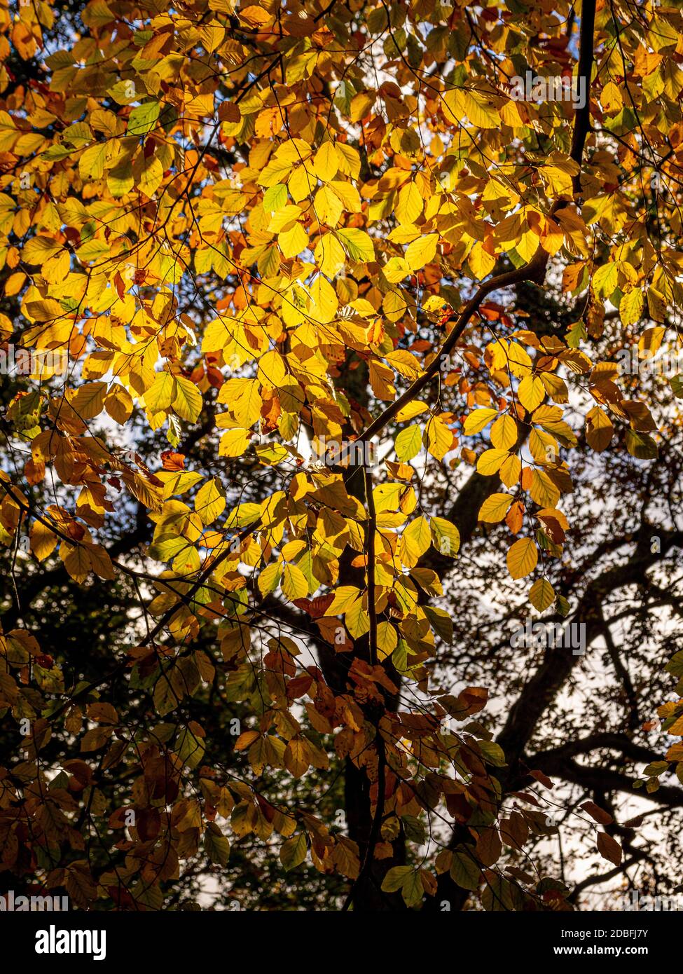 An einem sonnigen Herbsttag in das Baldachin einer Buche blicken. Stockfoto