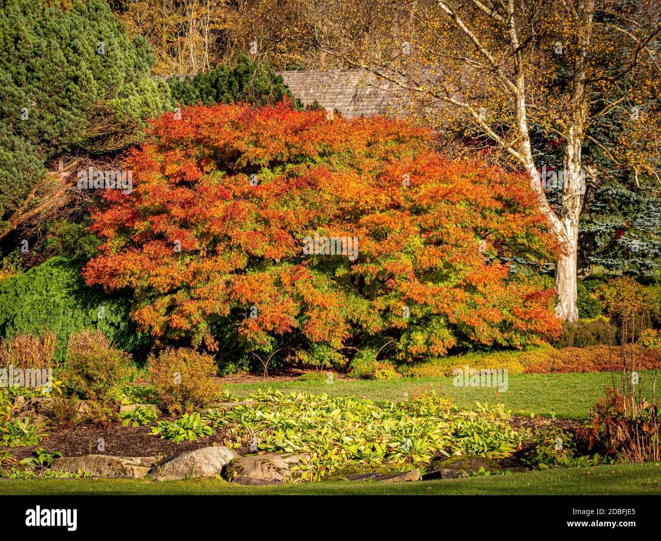 Rote Blätter auf einem Acer im Herbst, wächst in einem britischen Garten. Stockfoto