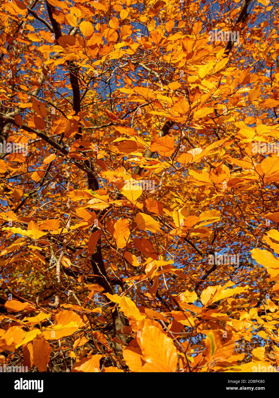 Goldene Blätter auf einer Buche, gesehen gegen einen blauen Himmel. Stockfoto