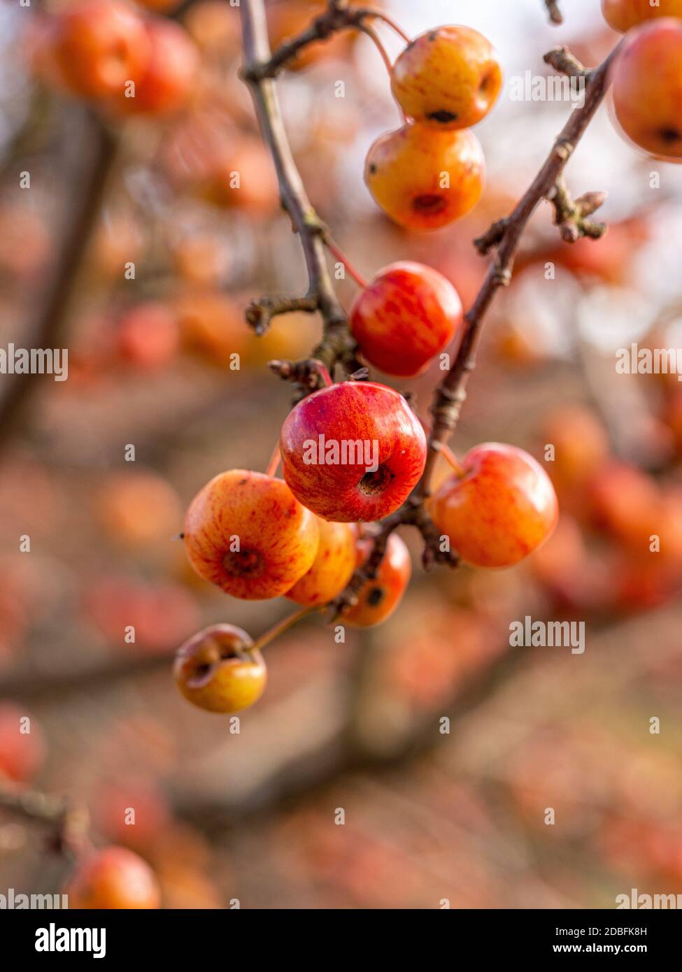 Die bunten Früchte des Krabbenapfels 'Evereste', im Herbst. Stockfoto