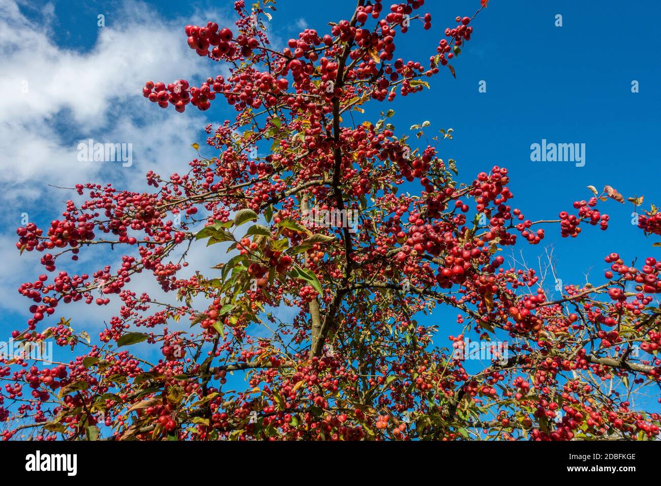 Crab Apple, Mallus Domestica Evereste, Herbstfarben Stockfoto