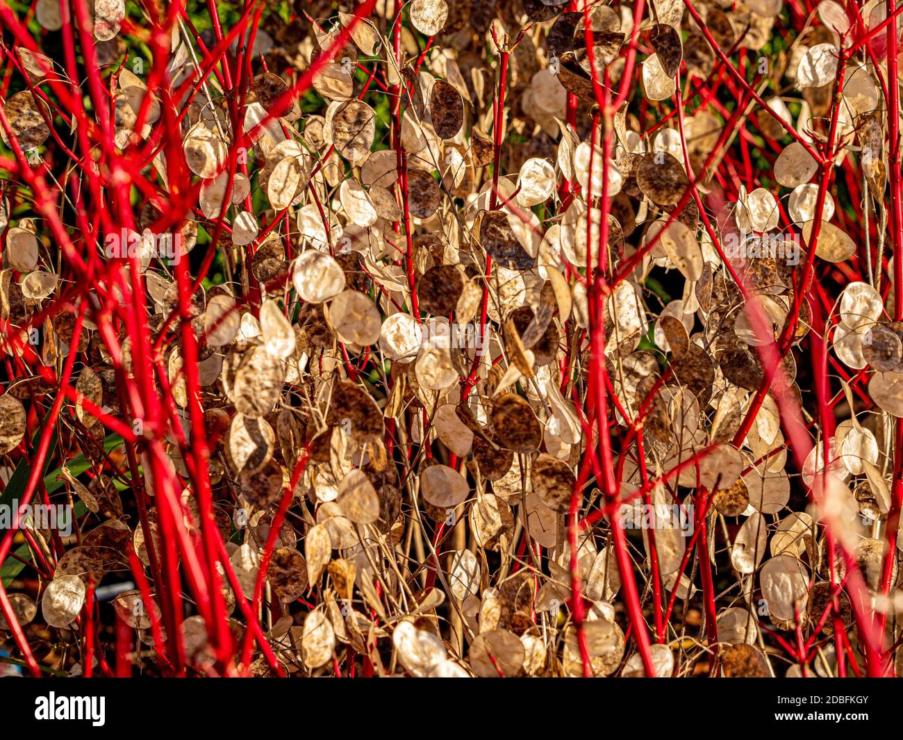 Rote Stängel von Cornus Alba Sibirica mit weißem Lunaria annua-Samenkopf, der durch ihn wächst. Stockfoto