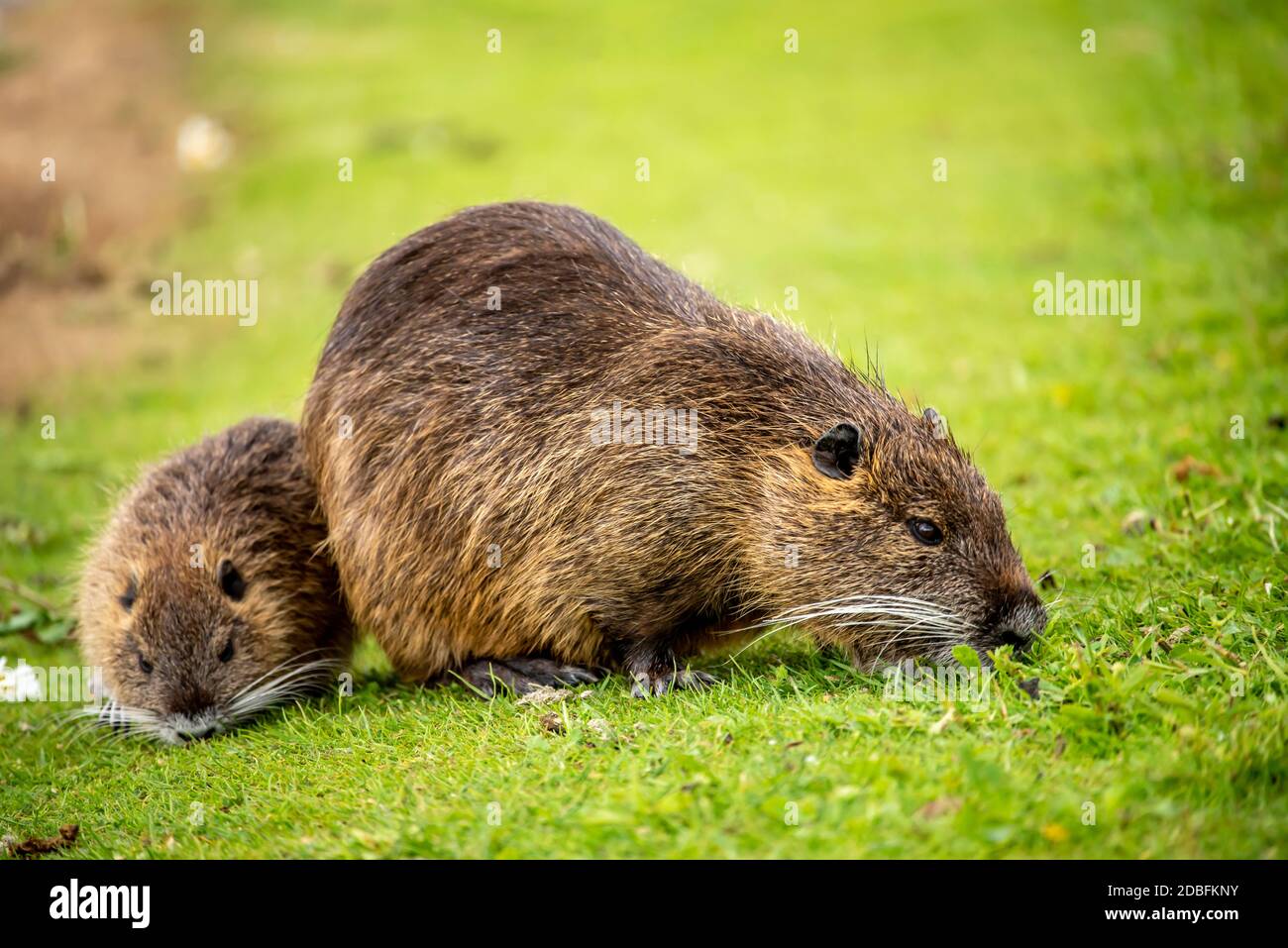 Sumpfbiber Stockfoto
