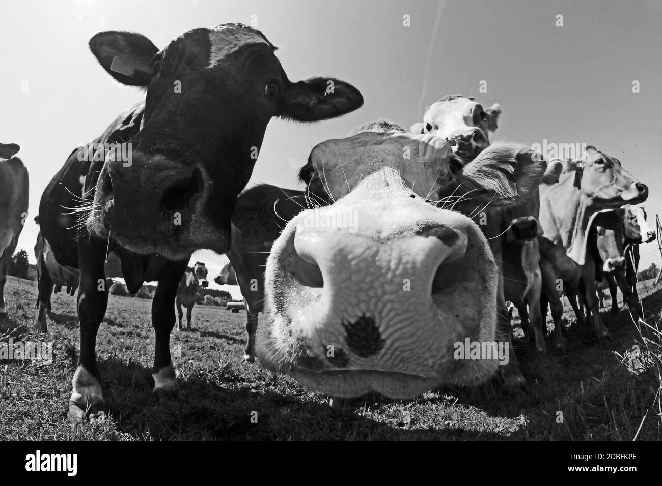 Lustige Weitwinkelaufnahme von neugierigen braunen und gefleckten Rindern auf einer Weide in Bayern in Schwarz-Weiß Stockfoto