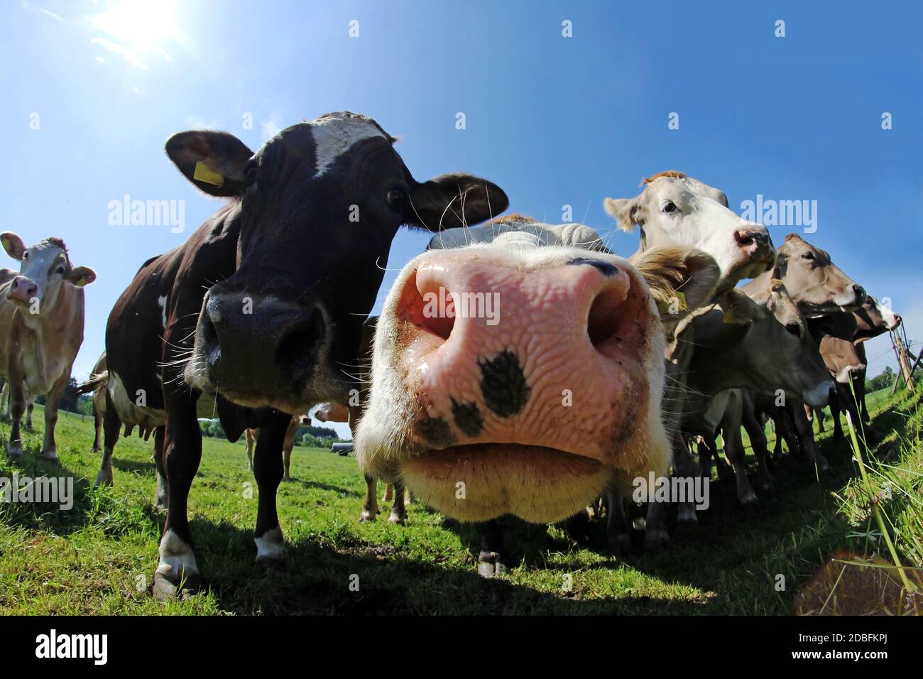 Lustige Weitwinkelaufnahme von neugierigen braunen und gefleckten Rindern auf Eine Weide in Bayern Stockfoto