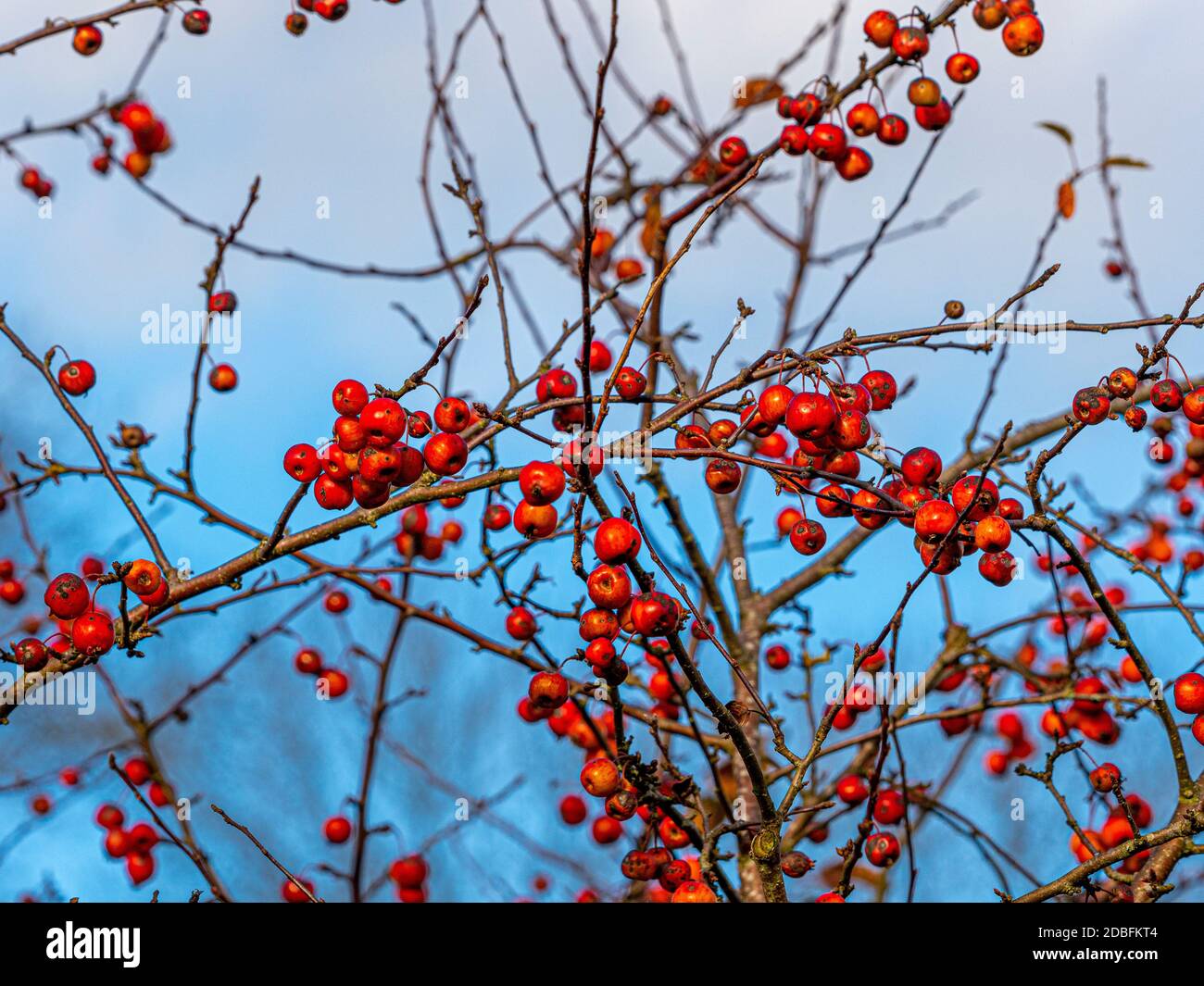 Die bunten Früchte des Krabbenapfels 'Evereste', im Herbst. Stockfoto