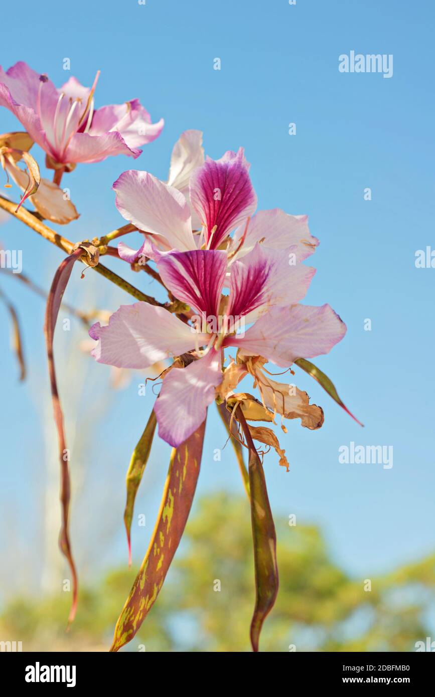 Nahaufnahme der Blüten der Weißen Orchidee, Bauhinia Variegata CV. Candida. Stockfoto