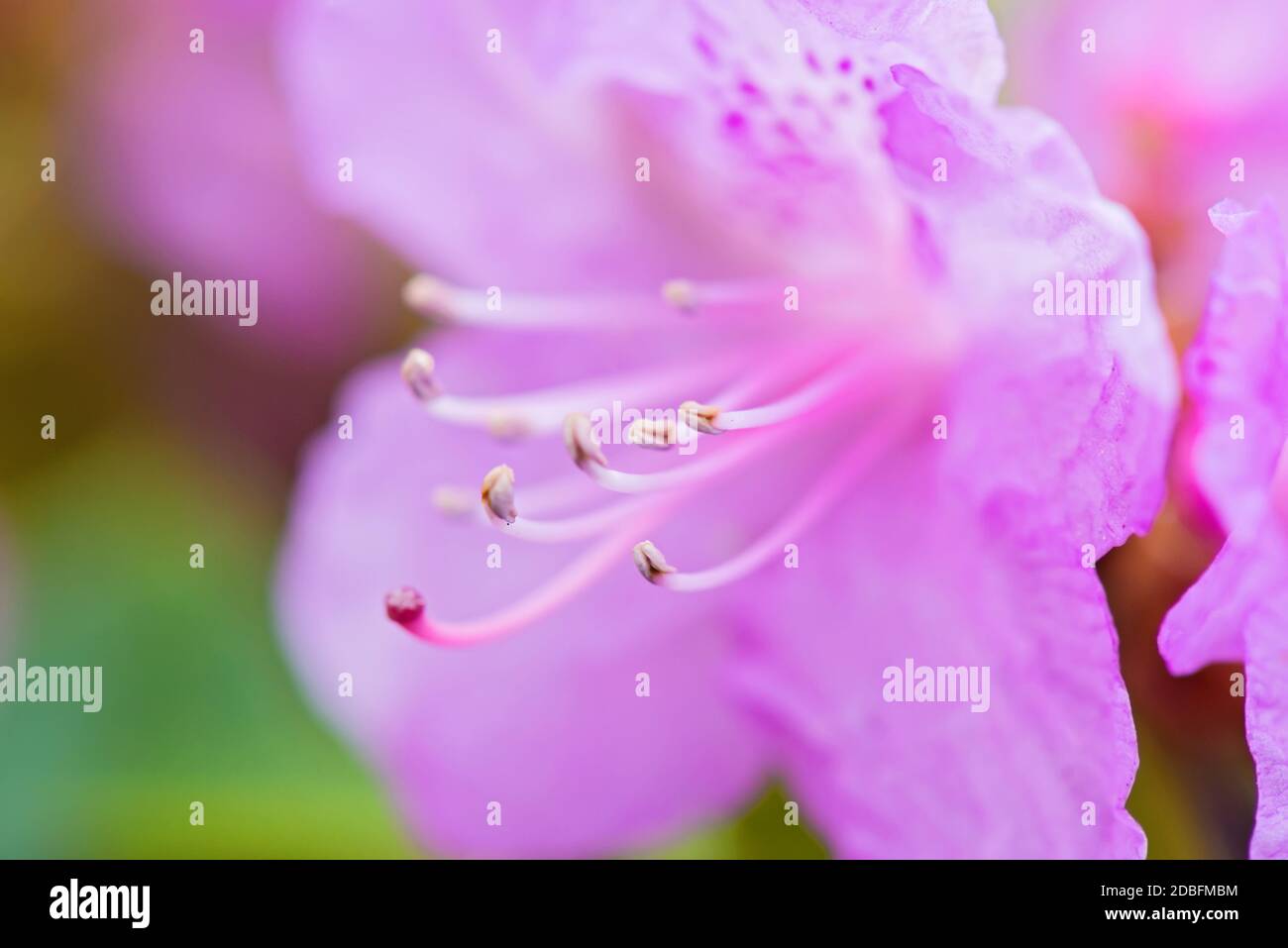 Makroaufnahme eines frischen rosa Rhododendrons über verschwommenem Hintergrund. Geringe Schärfentiefe. Stockfoto