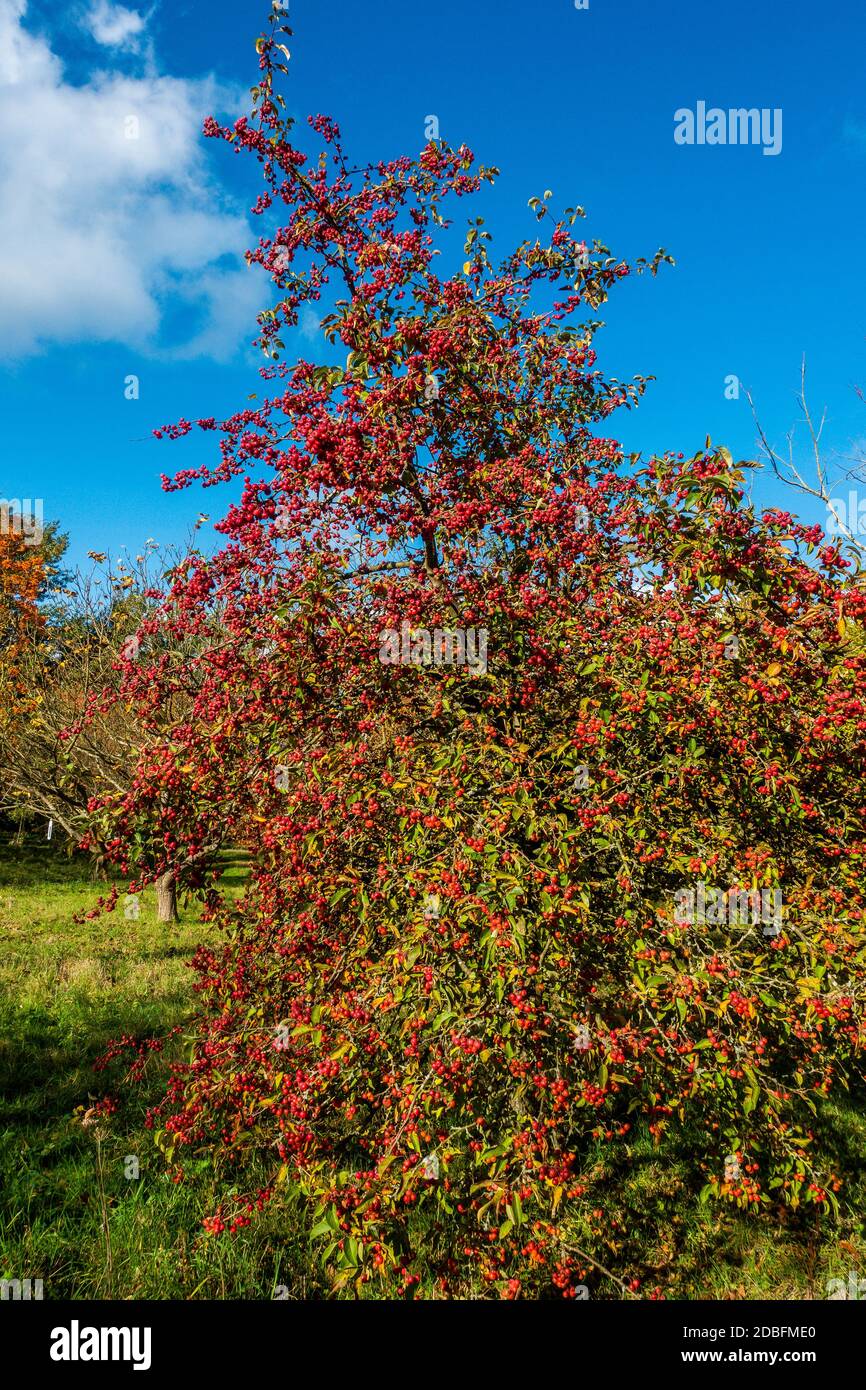 Crab Apple, Mallus Domestica Evereste, Herbstfarben Stockfoto