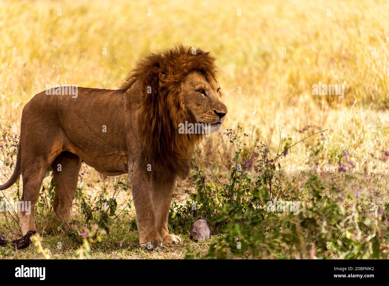 Männlicher Löwe Stockfoto