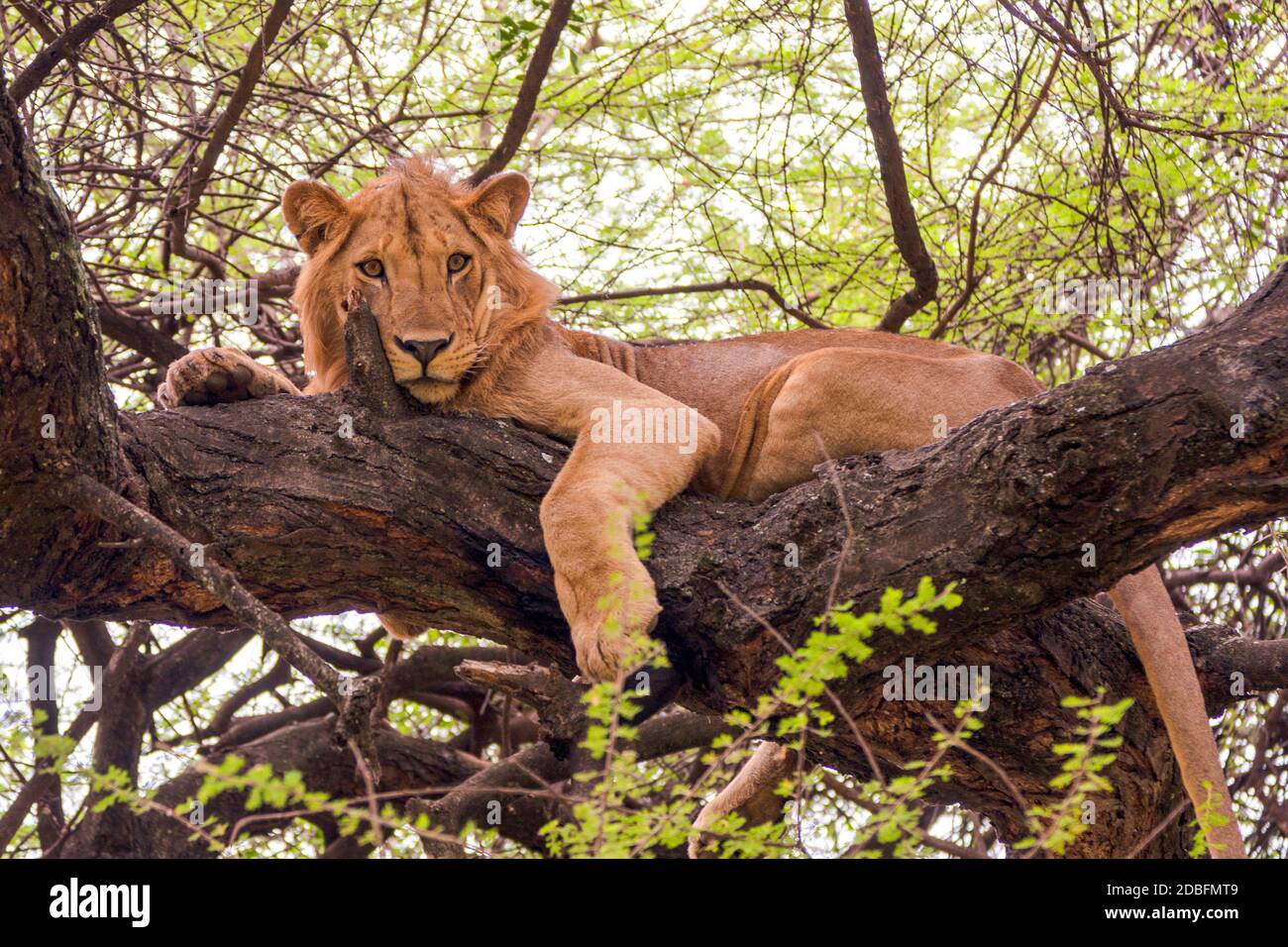 Lion Stockfoto