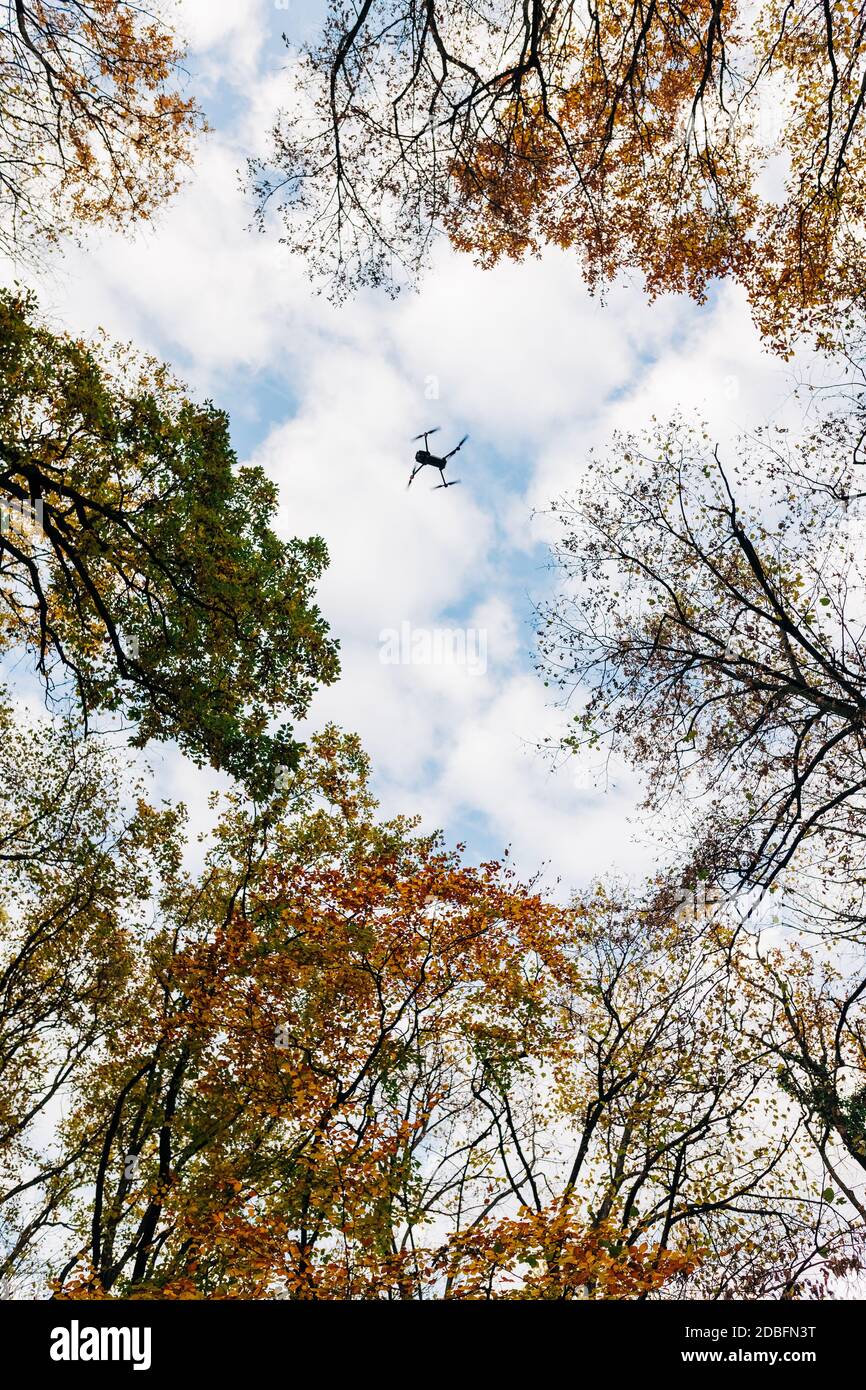 Drohne fliegt im Herbst über den Wald Stockfoto
