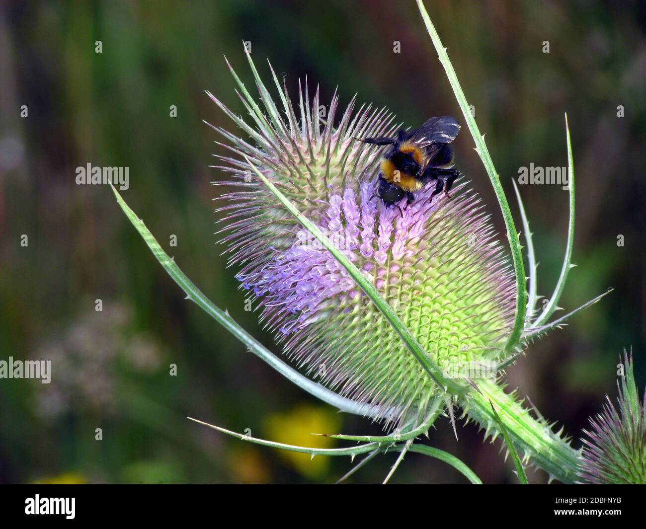 Wilder Teelöffel, Dipsacus fullonum L., blüht mit Hummel Stockfoto