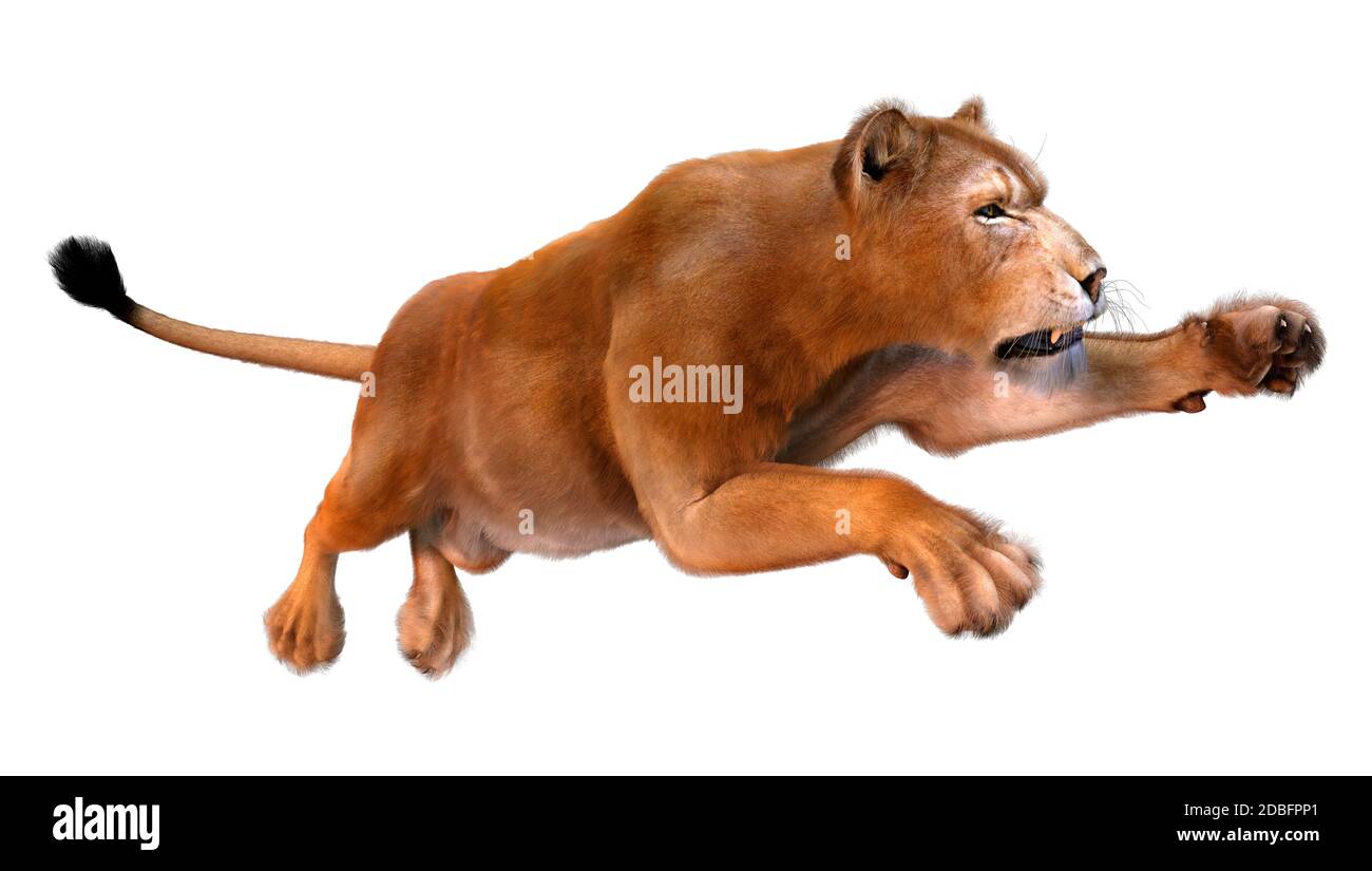 3D-Rendering für eine Löwin auf weißem Hintergrund springen Stockfoto