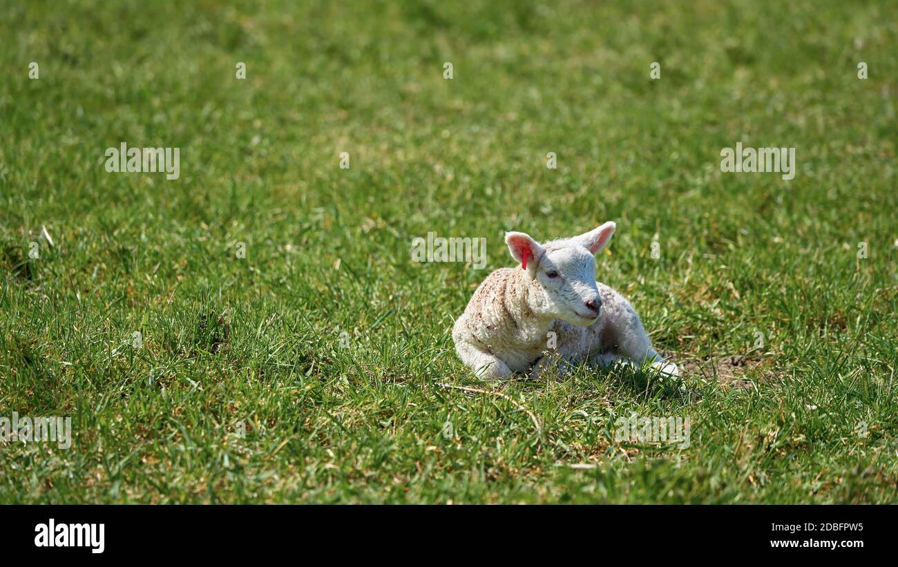 Neugeborenes junges Lamm auf einer Wiese im Frühjahr Stockfoto