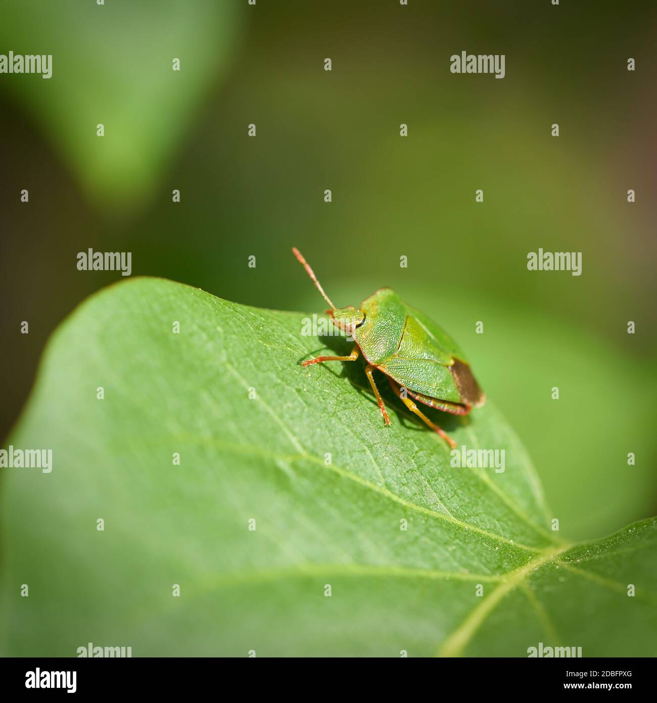 Grüner Stinkbug (Palomena prasina) auf dem Blatt eines Fliederbusches Stockfoto