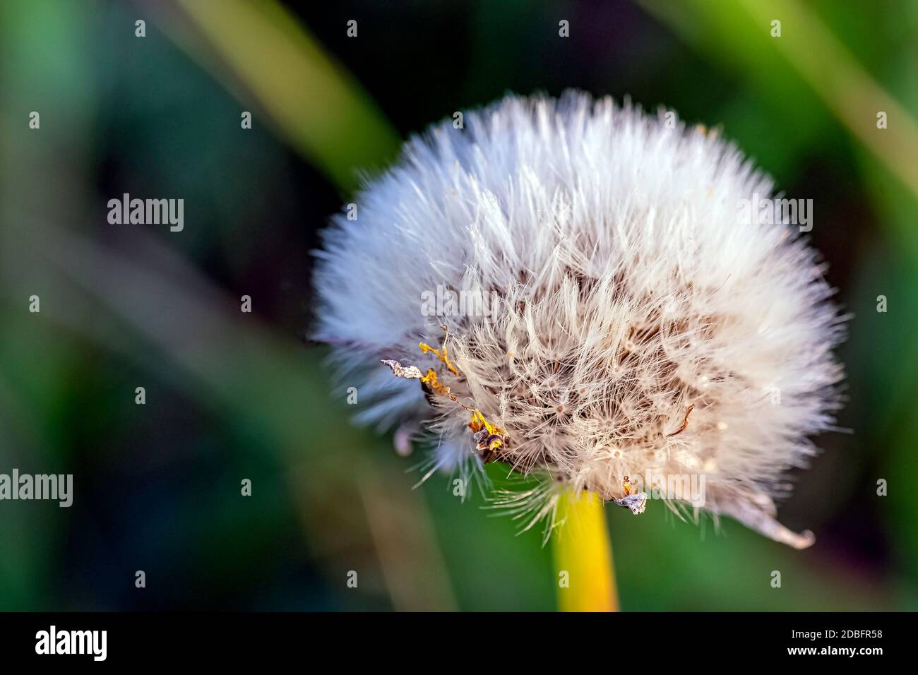 Taraxacum officinale, bekannt als gewöhnlicher Löwinenzapfen Stockfoto