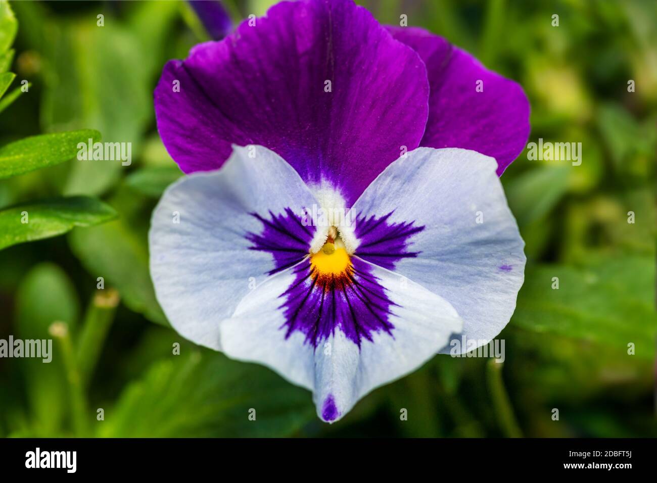 Violette Stiefmütterchen, lebhafte Frühlingsfarben vor einem sattgrünen Hintergrund. Makrobilder von Blumenflächen. Stiefmütterchen im Garten Stockfoto