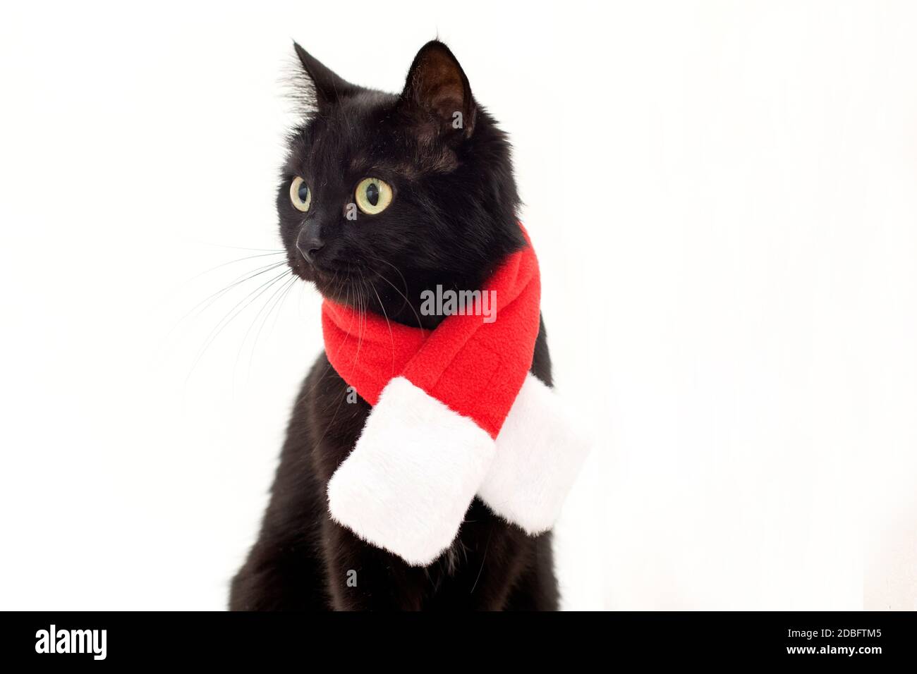 Weihnachtskleid und Weihnachtsmann Hut auf schwarze Katze. Katze im Weihnachtsmann Kostüm. Stockfoto
