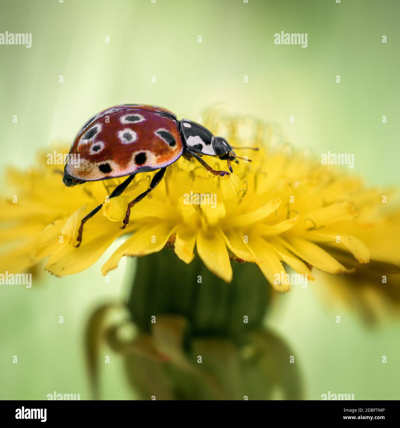Orangefarbener Marienkäfer, der auf einer gelben Dandelionenblume sitzt, aus nächster Nähe Stockfoto