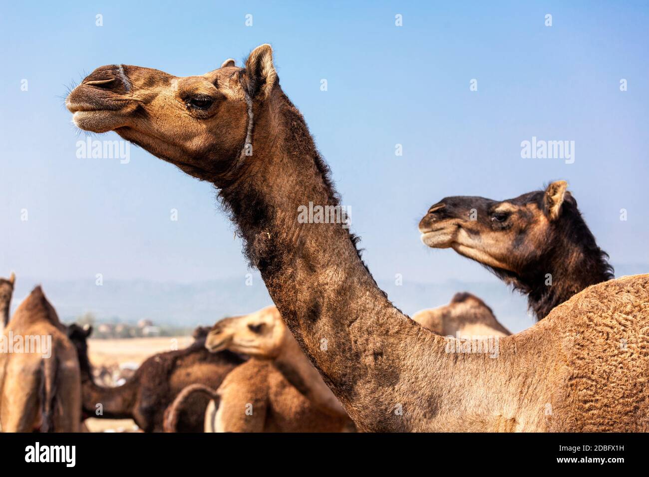 Kamele bei Pushkar Mela - berühmte jährliche Kamel und Viehmarkt, in der Stadt Pushkar statt. Pushkar Mela ist eine der weltweit größten Kamelmessen ein Stockfoto