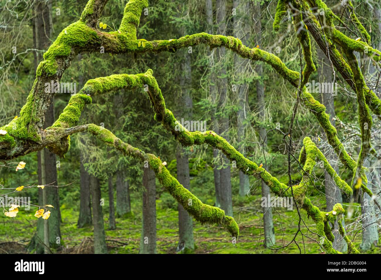 Outdoor Recreation in der Nähe von Falkenberg, Bayern, Deutschland Stockfoto