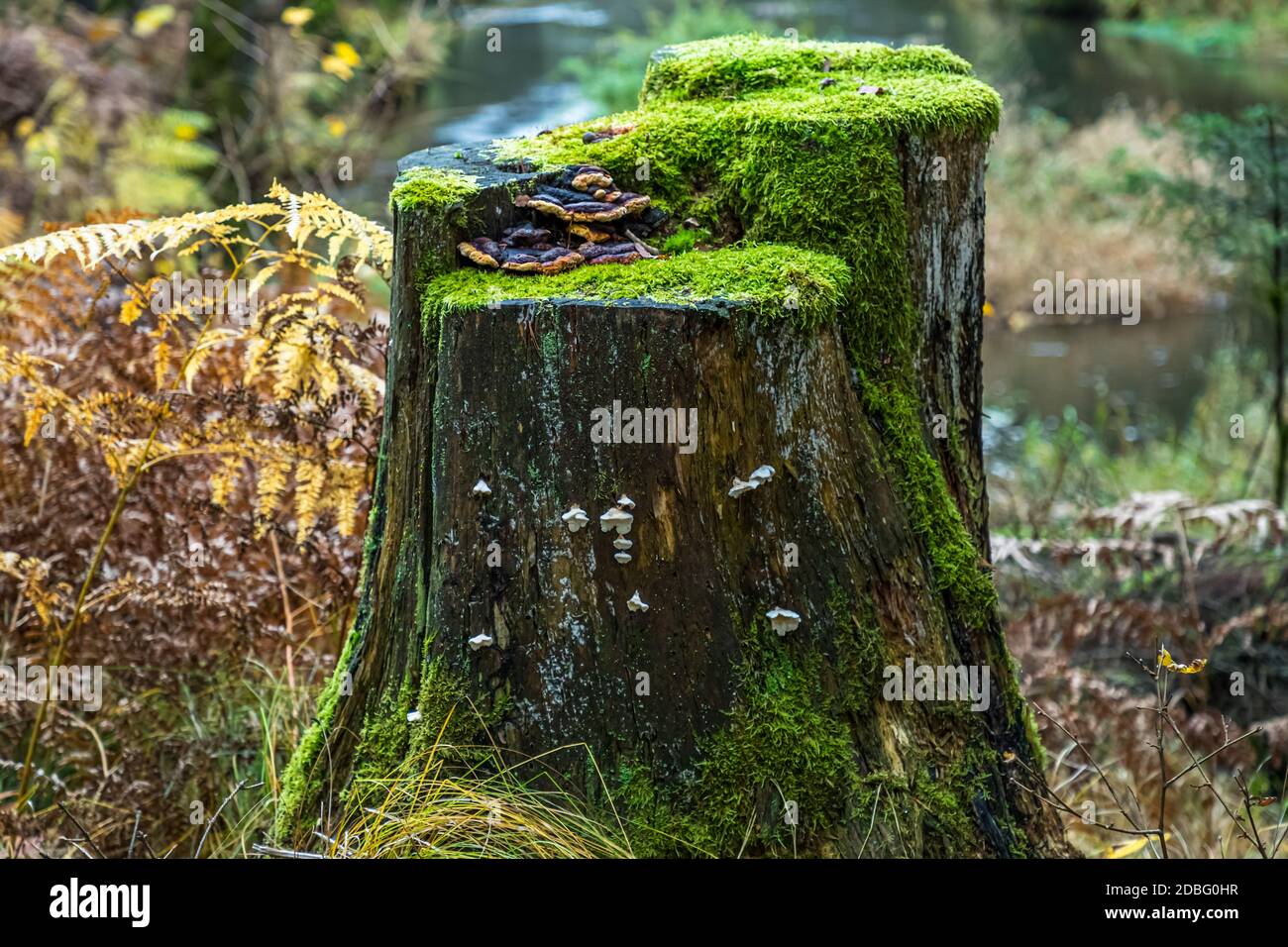 Outdoor Recreation in der Nähe von Falkenberg, Bayern, Deutschland Stockfoto