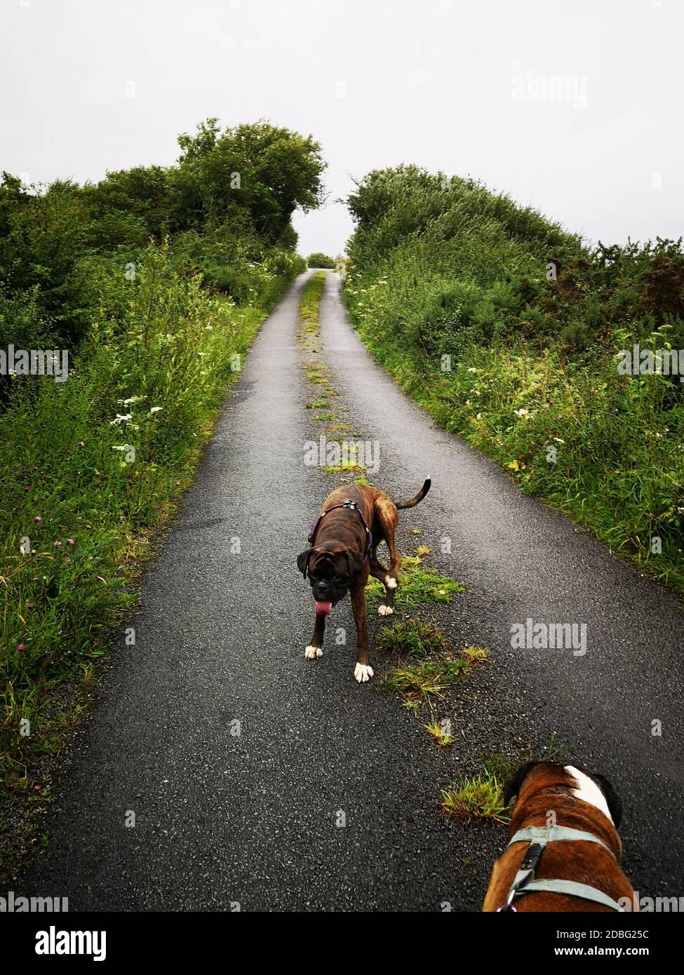 Irische Landschaft von Connemara mit wildem Gras, das auf der Landstraße wächst, zwei glückliche Hunde, die auf einer Landstraße spielen, rundherum grün Stockfoto