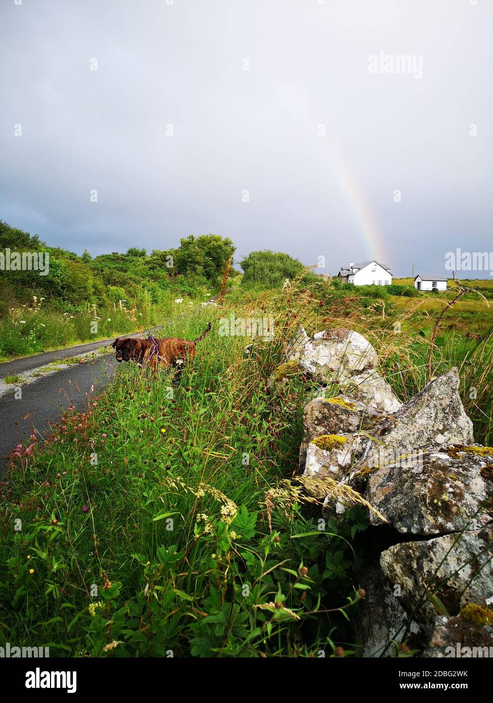 Irische Landschaft von Connemara mit wildem Gras, das an der Seite der alten Steinmauer wächst, kleines Häuschen in der Ferne und hellem Regenbogen, Hundespiel Stockfoto