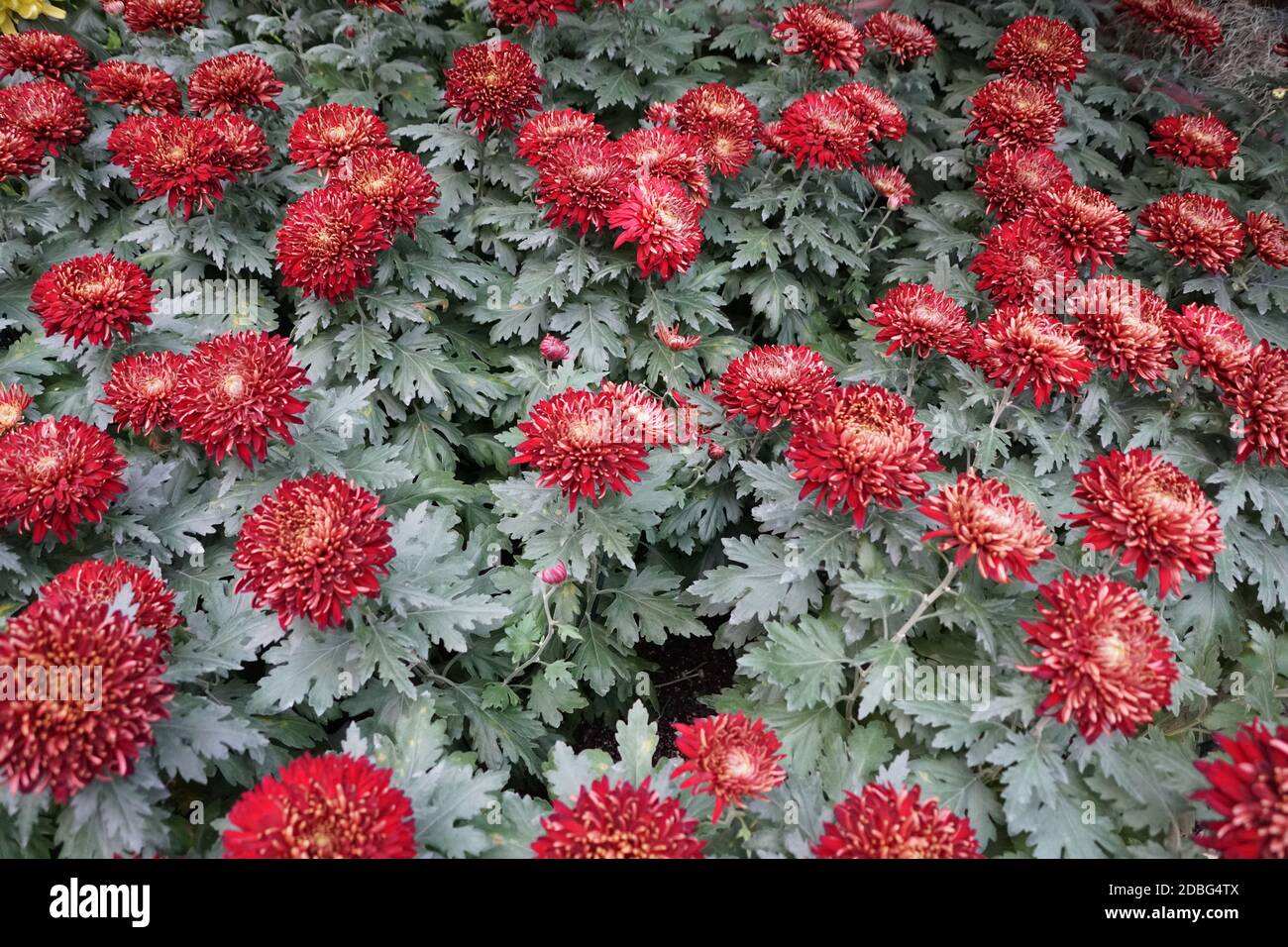Dunkelrote Farben von Reflex Mom 'Granat King' Blumen Stockfoto