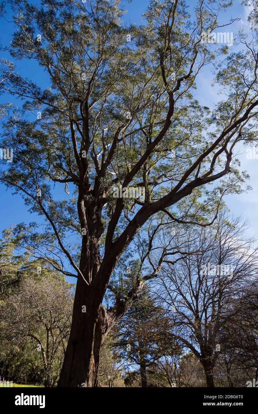 Der Blue Mountains Botanic Garden, ursprünglich als Mount Tomah Botanical Garden bekannt, ist ein 28 Hektar großer öffentlicher botanischer Garten, der etwa 100 km entfernt liegt Stockfoto