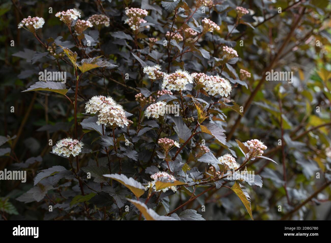 Blühender Physocarpus opulifolius Busch im Garten Stockfoto