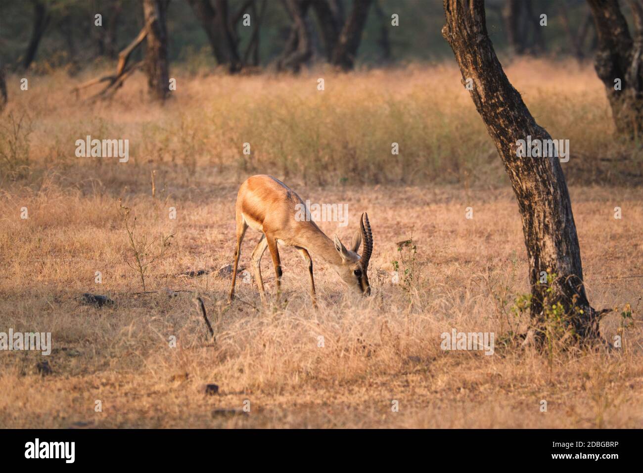 Junge indische bennetti Gazelle oder Chinkara Wandern und grasen im Wald des Rathnambore National Park. Tourismus elecogy Umwelt Hintergrund. Raja Stockfoto