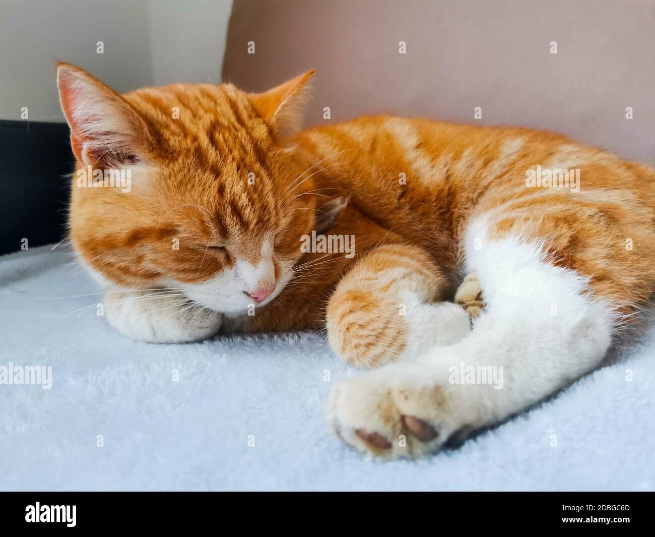 Junge Ingwer männliche Katze schlafen auf einem Sofa Stockfoto