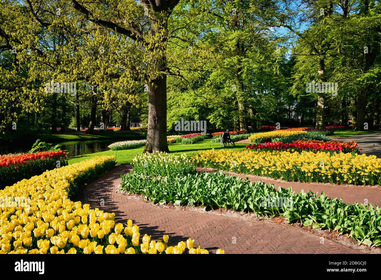 Rosa Tulpen blühen Blumenbeete im Keukenhof flower garden, auch bekannt als der Garten Europas, eine der weltweit größten Blumengärten und beliebt Stockfoto