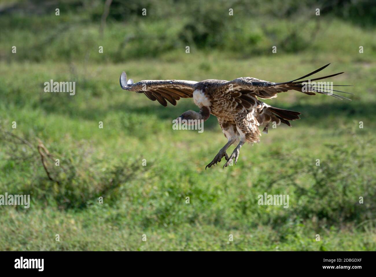 Afrikanische weiß-backed Vulture kommt in das Land Stockfoto