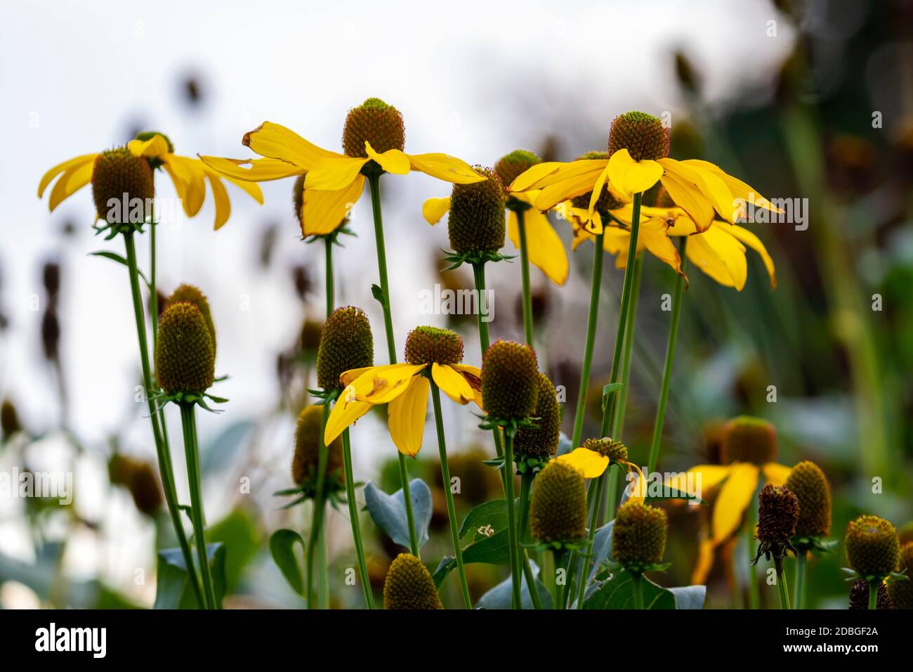 Gelbe Echinacea blüht mit hohen mittleren Zapfen am Ende der Sommerblühsaison. Seitenansicht der Kegelblumen. Dublin, Irland Stockfoto
