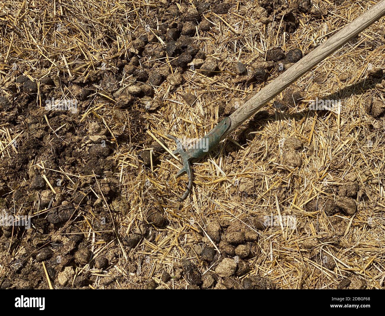 Mist mit Pitchfork, Mist mit landwirtschaftlichen Werkzeug Stockfoto