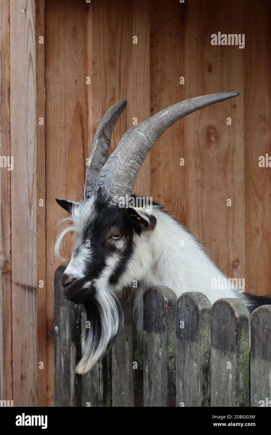 Ziege auf einem Bauernhof Stockfoto