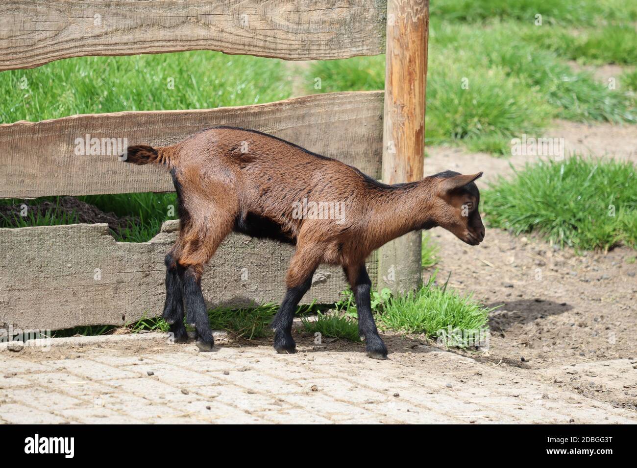 Junge Ziege Stockfoto