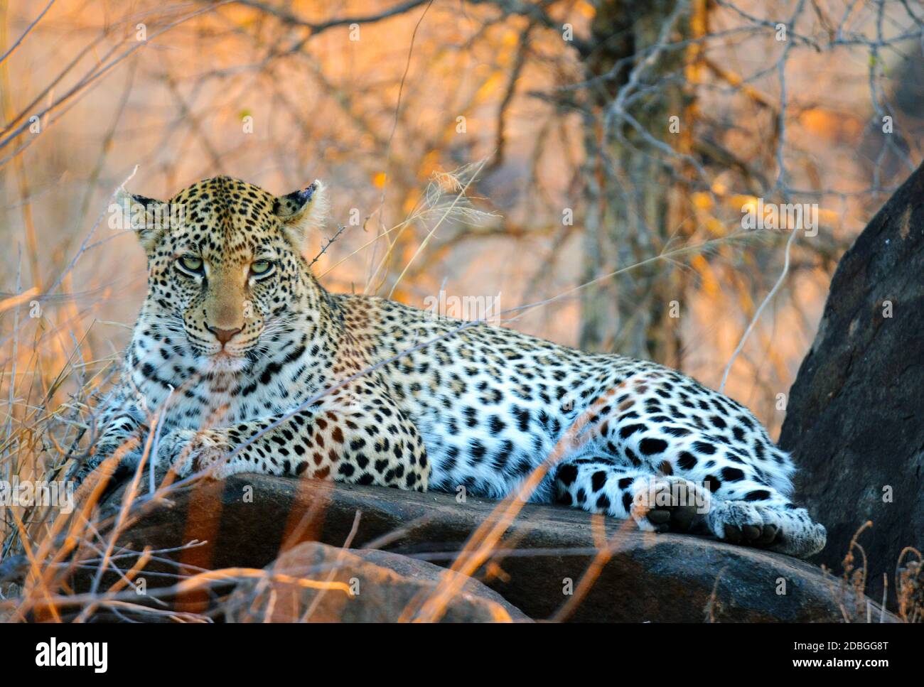 Leopard in der Abenddämmerung im Krüger National Park Stockfoto