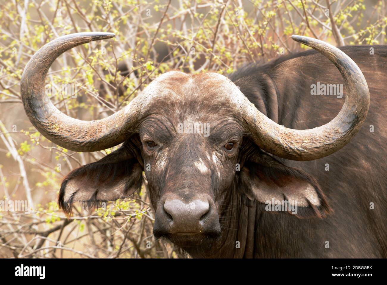 Kapbüffel, Krüger-Nationalpark, Südafrika Stockfoto