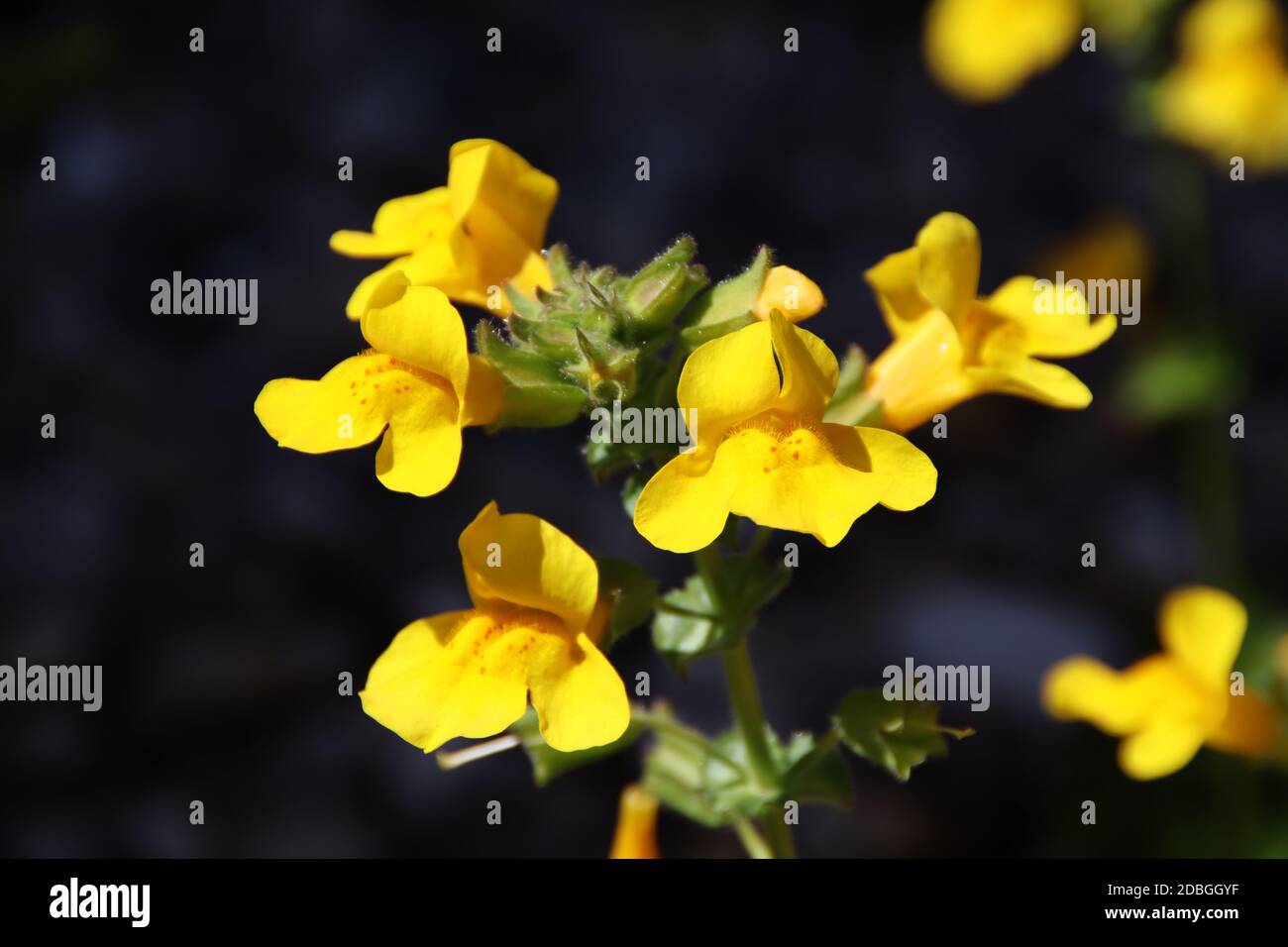 Ein gelber Sumpfmarigold Stockfoto