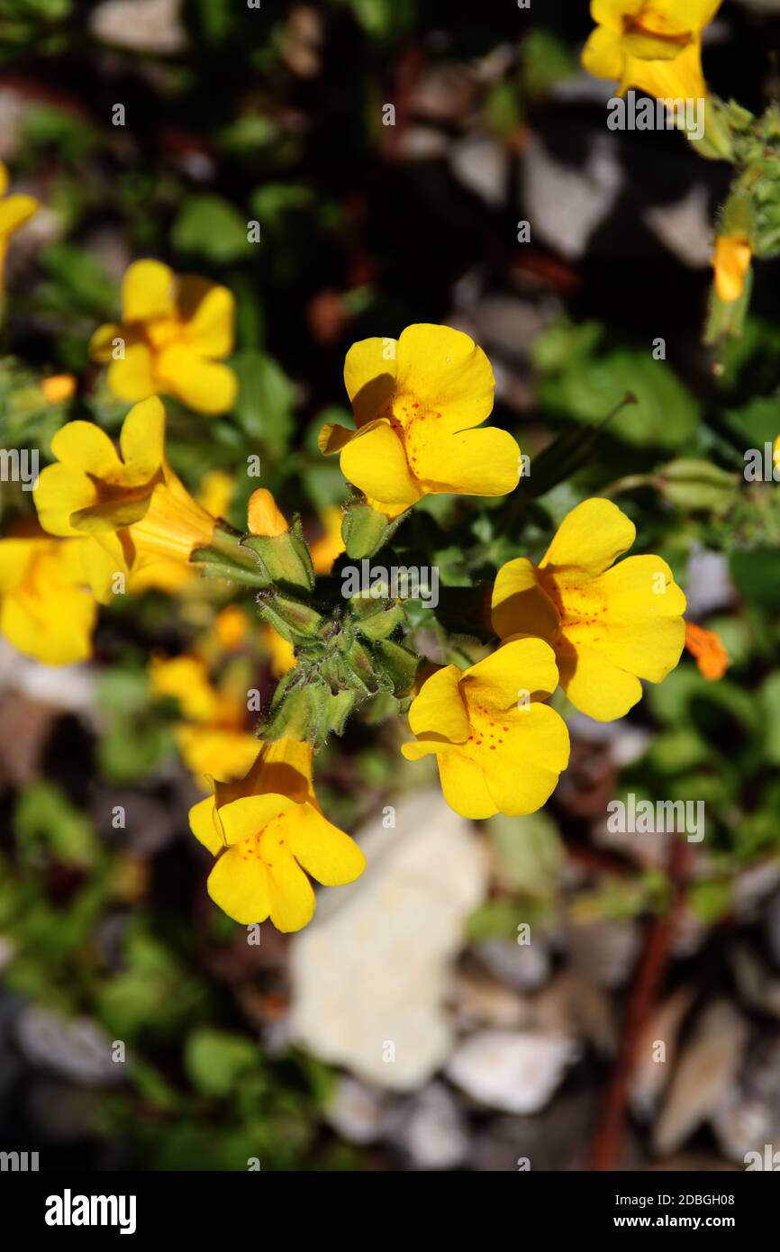 Ein gelber Sumpfmarigold Stockfoto