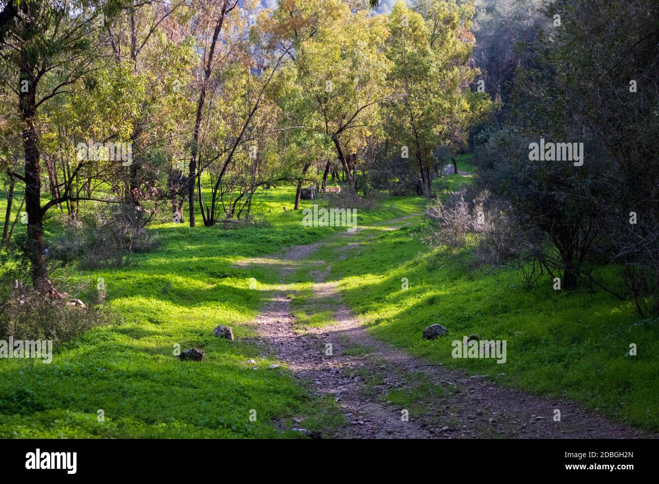 Ein geheimer Weg im Wald Stockfoto