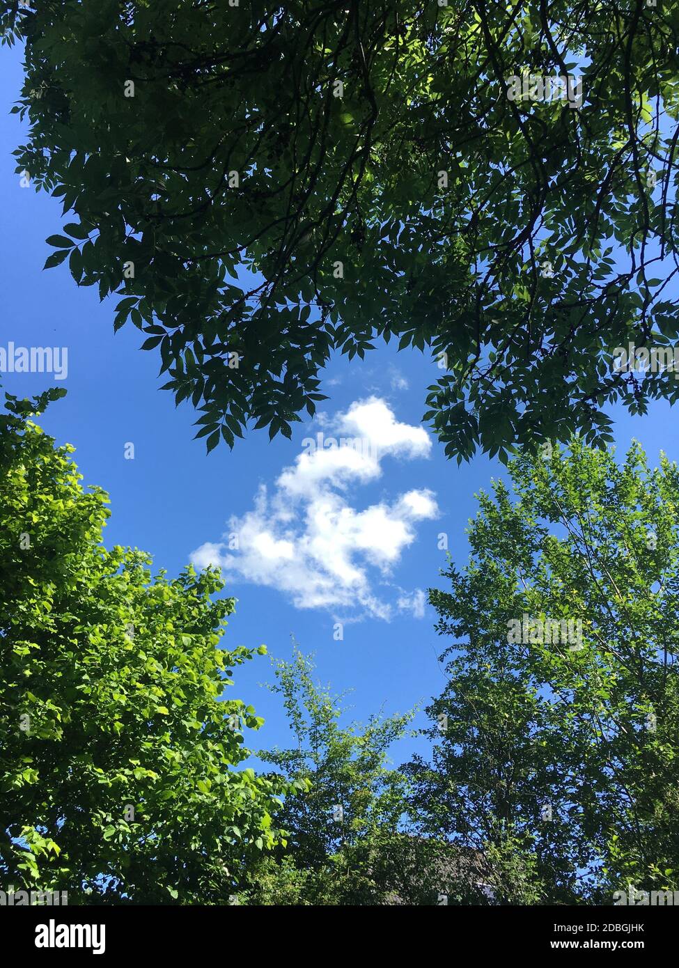 Eine Wolke zwischen zwei Bäumen im blauen Himmel Frieden Stockfoto