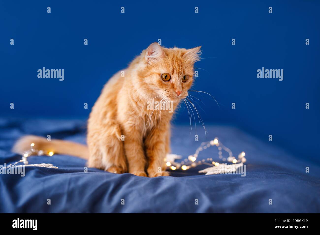 Eine ginger flauschige Katze sitzt auf dem Bett und wäscht Auf blauem Hintergrund mit Weihnachtsgirlande Stockfoto
