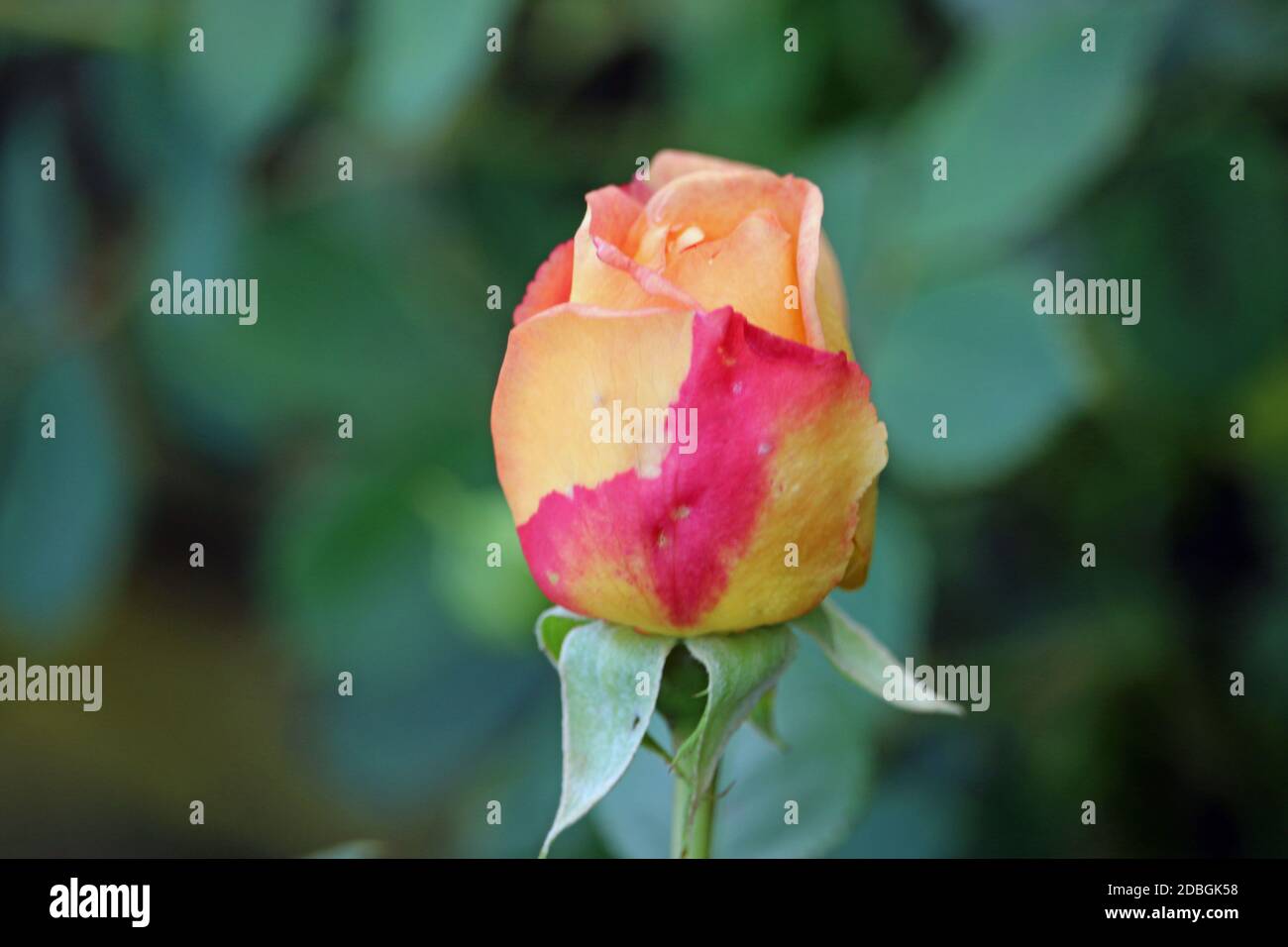 Einzelne gelbe, pfirsichfarbene und rosa Rosenblüten der Sorte Lady of Shalott, auch bekannt als Ausnyson, mit einem dunklen Hintergrund aus verschwommenen Blättern. Stockfoto